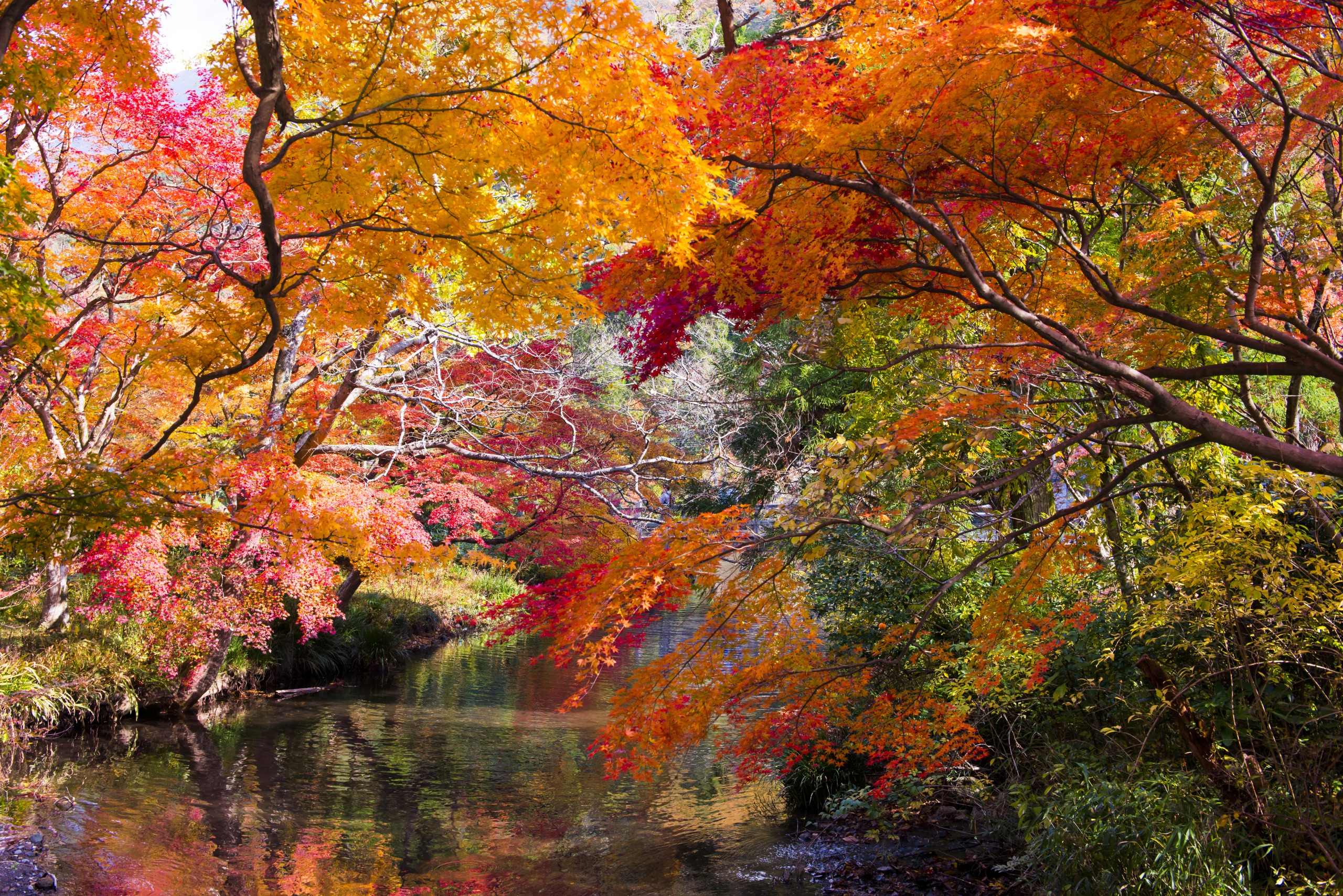 大分でおすすめの車で行ける紅葉スポット5選 Log Oita