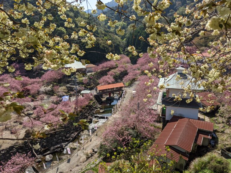 一心寺ぼたん桜雲海祭り 大分市にあるぼたん桜 八重桜 の名所 Log Oita
