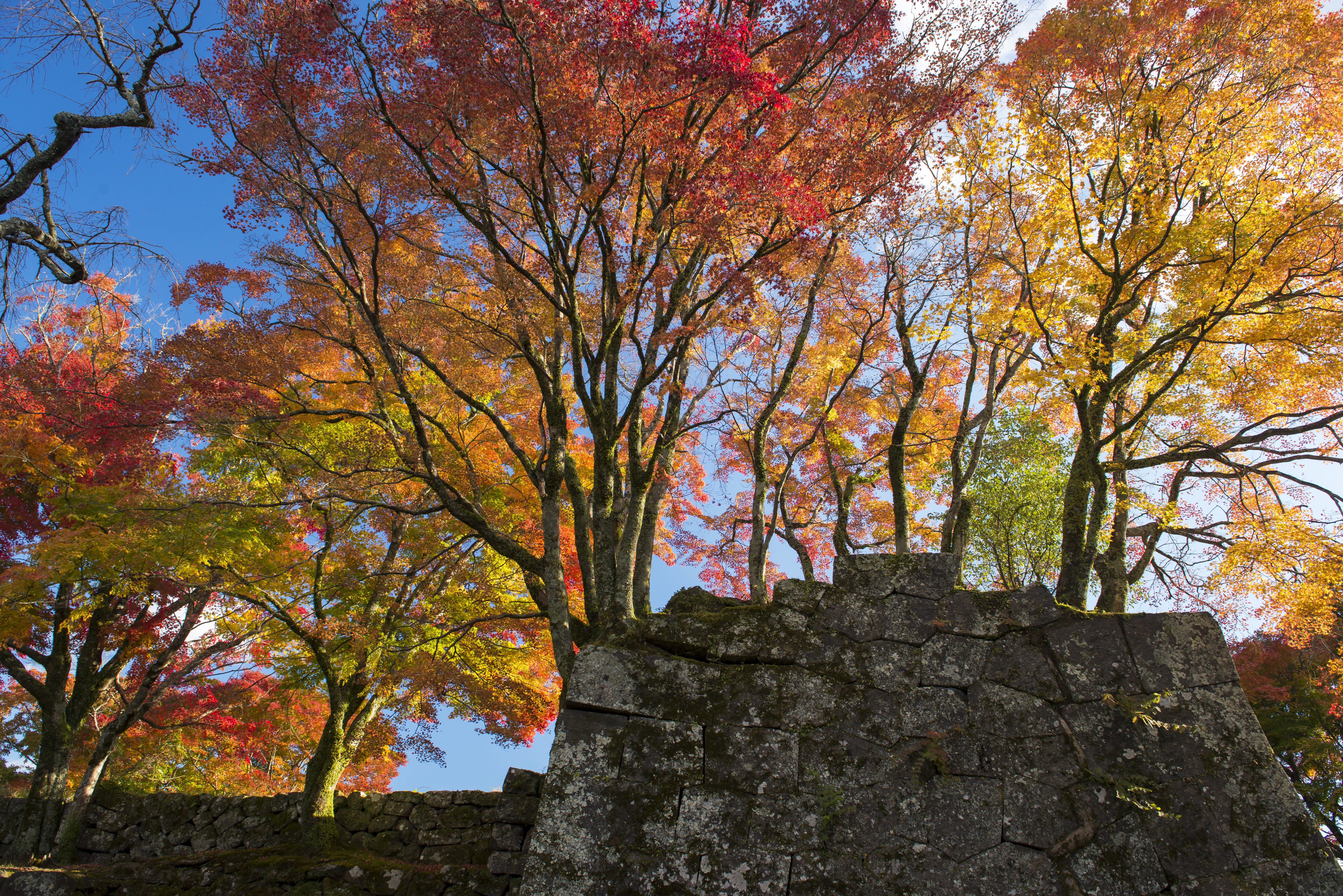 大分県の人気紅葉スポット5選 Log Oita