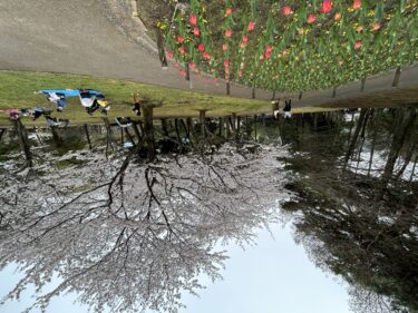 別府公園で桜とチューリップが見頃を迎えています
