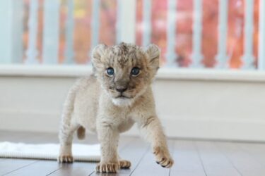 アフリカンサファリの赤ちゃんライオンが一般公開されたみたい