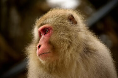 高崎山自然動物園で人気サルを選ぶ選挙が今年も実施されるみたい