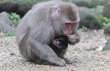 高崎山第1号赤ちゃん猿が誕生したみたい。名前は『デコピン』