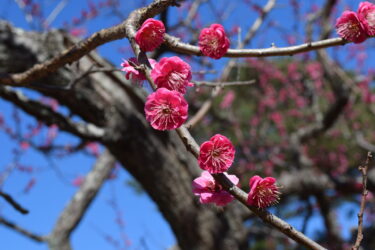 『南立石公園』と『別府公園』の梅の開花状況（2/26）