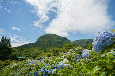 【八面山あじさい園】八面山の裾野に広がる広大なあじさい園