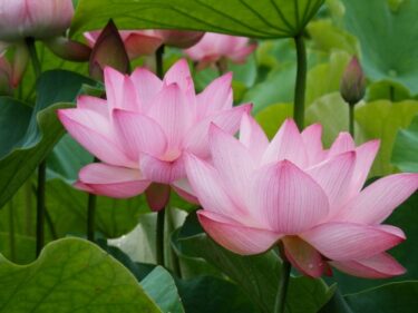 臼杵市で『石仏の里 蓮まつり』が開催中です