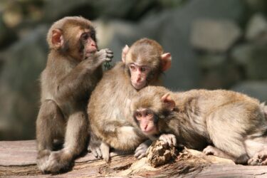 高崎山自然動物園の入園料が改定されるそうです