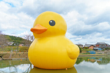 【ラバーダックプロジェクト】国東市の田園風景の中に現れた巨大なアヒル