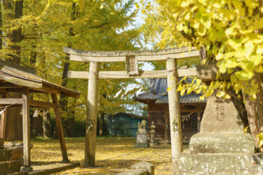 【阿蘇神社】イチョウの黄色い絨毯が美しい大分市の神社