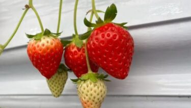 今年も “キツキテラス 果実工房 浜いちご園” で『いちご狩り』が始まっています