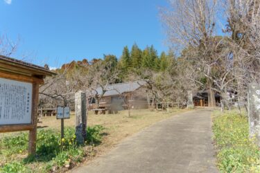 大分市の梅の名所『吉野梅園』で開花が進んでいます
