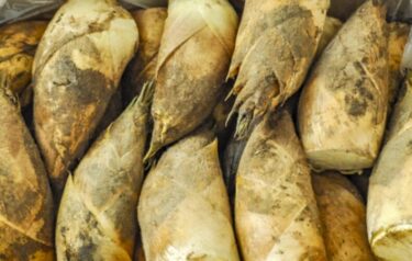 『春だ、陶芸とたけのこチャレンジ！』の参加者募集中です