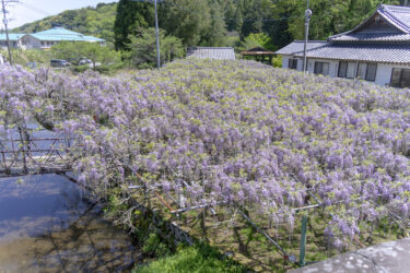 西寒多神社の藤の花がまもなく見頃を迎えそうです