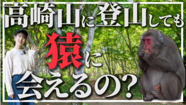 【検証】高崎山に登山しても”猿”に会えるの？