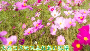 大在コスモスふれあい広場で『第21回 コスモスまつり』が開催されます
